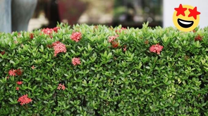17 Low-Maintenance Shrubs for Fast-Growing, Effortless Garden Hedges