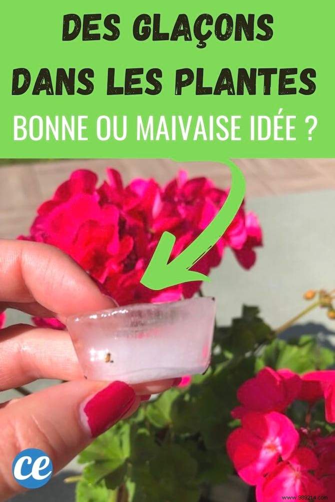 4 Proven Reasons to Water Your Houseplants with Ice Cubes – From Years of Gardening Experience