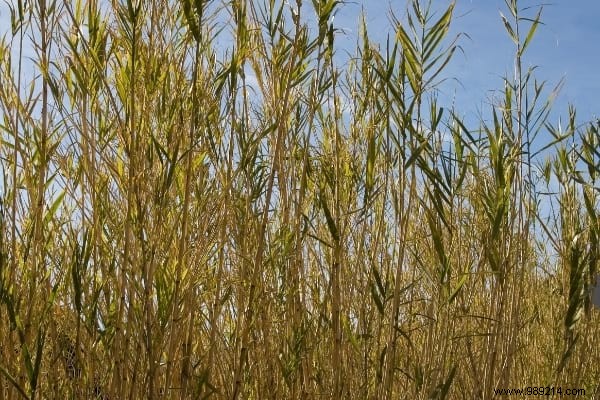 17 Low-Maintenance Shrubs for Fast-Growing, Effortless Garden Hedges