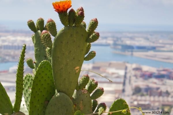 17 Low-Maintenance Shrubs for Fast-Growing, Effortless Garden Hedges