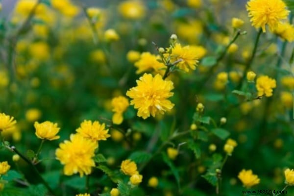 17 Low-Maintenance Shrubs for Fast-Growing, Effortless Garden Hedges