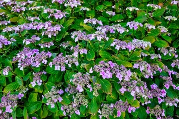 17 Low-Maintenance Shrubs for Fast-Growing, Effortless Garden Hedges