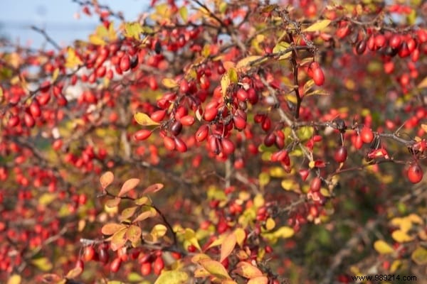 17 Low-Maintenance Shrubs for Fast-Growing, Effortless Garden Hedges