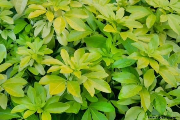 17 Low-Maintenance Shrubs for Fast-Growing, Effortless Garden Hedges