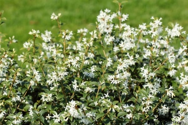 17 Low-Maintenance Shrubs for Fast-Growing, Effortless Garden Hedges