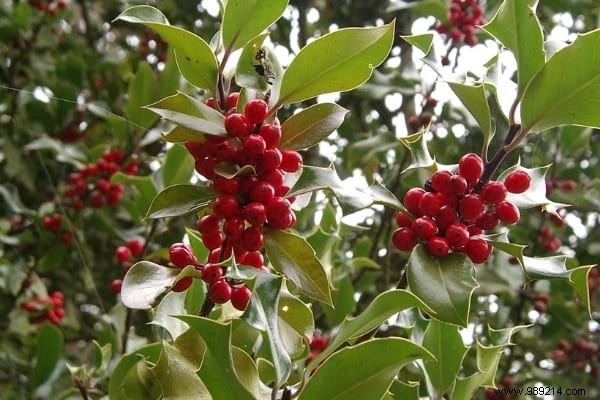 17 Low-Maintenance Shrubs for Fast-Growing, Effortless Garden Hedges