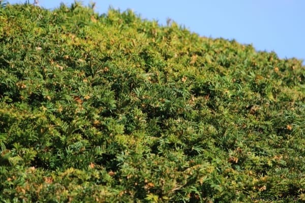 17 Low-Maintenance Shrubs for Fast-Growing, Effortless Garden Hedges