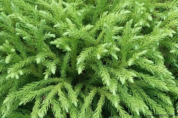 17 Low-Maintenance Shrubs for Fast-Growing, Effortless Garden Hedges