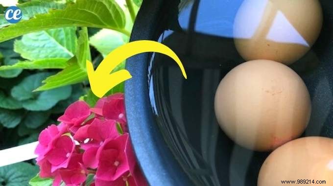 Turn Egg Boiling Water into Free Natural Fertilizer for Thriving Plants
