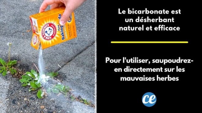 Baking Soda as a Natural Weed Killer: Proven Methods, Tips, and Precautions