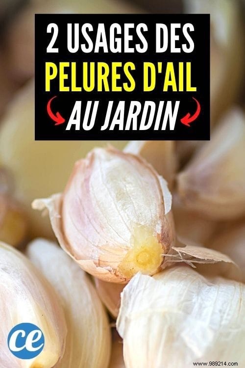 2 Genius Ways to Use Garlic Peels in Your Garden: Deworm Poultry and Repel Aphids Naturally