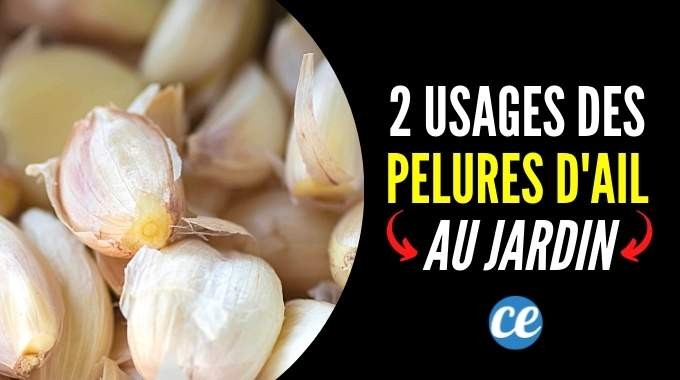 2 Genius Ways to Use Garlic Peels in Your Garden: Deworm Poultry and Repel Aphids Naturally