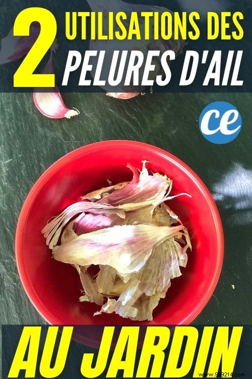 2 Genius Ways to Use Garlic Peels in Your Garden: Deworm Poultry and Repel Aphids Naturally