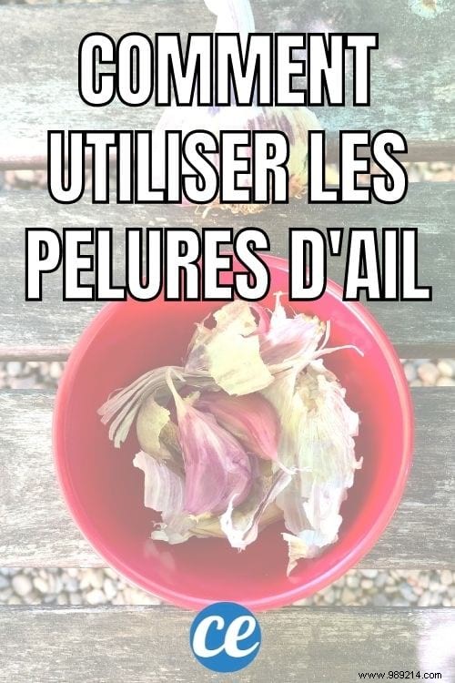 2 Genius Ways to Use Garlic Peels in Your Garden: Deworm Poultry and Repel Aphids Naturally