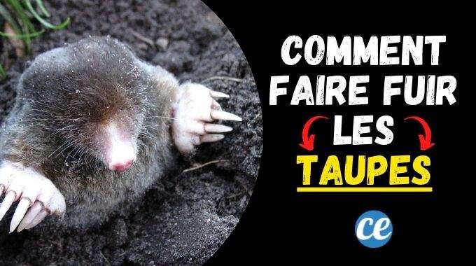 Natural Mole Repellent: Banish Garden Moles with Orange Peels – No Chemicals Needed