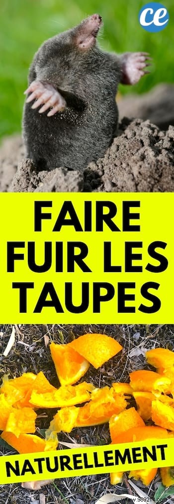 Natural Mole Repellent: Banish Garden Moles with Orange Peels – No Chemicals Needed