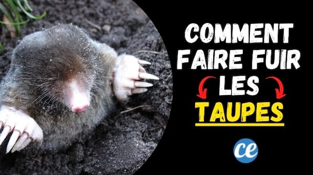 Natural Mole Repellent: Banish Garden Moles with Orange Peels – No Chemicals Needed