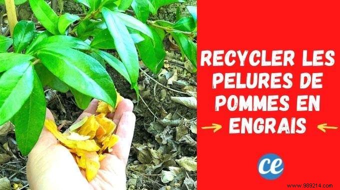 Turn Apple Peels into Free, Natural Fertilizer for Thriving Plants