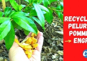 Turn Apple Peels into Free, Natural Fertilizer for Thriving Plants