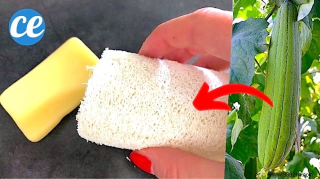 Grow Your Own Natural Loofah Sponges: Easy Garden Guide for Sustainable Living