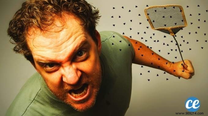 Eliminate Gnats from Your Kitchen Naturally: Proven 70% Alcohol Spray Method