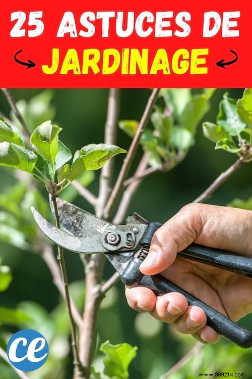 25 Essential Gardening Tips Every Gardener Should Master