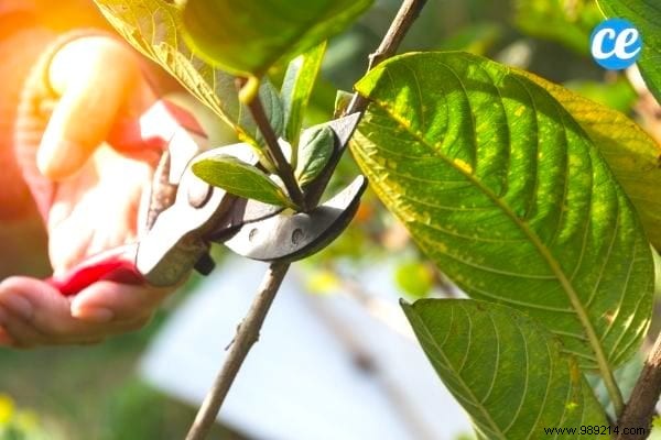 25 Essential Gardening Tips Every Gardener Should Master