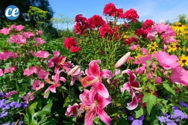 25 Essential Gardening Tips Every Gardener Should Master