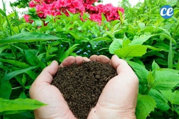 25 Essential Gardening Tips Every Gardener Should Master
