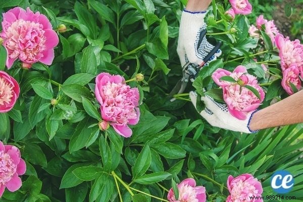 25 Essential Gardening Tips Every Gardener Should Master
