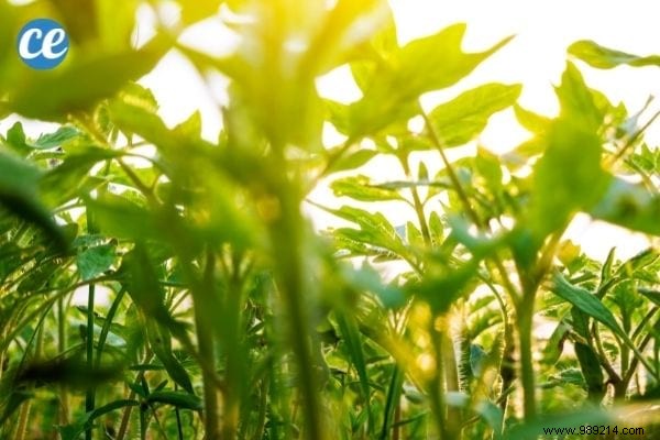 25 Essential Gardening Tips Every Gardener Should Master