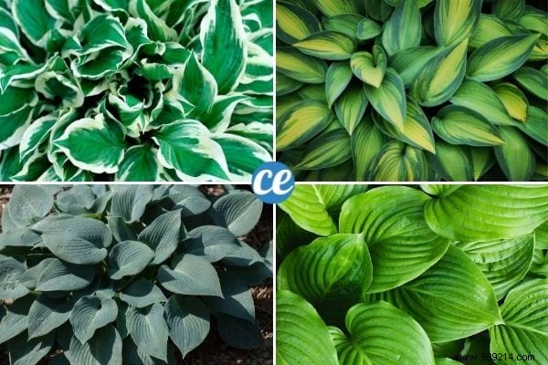 25 Essential Gardening Tips Every Gardener Should Master