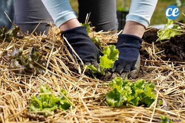 25 Essential Gardening Tips Every Gardener Should Master