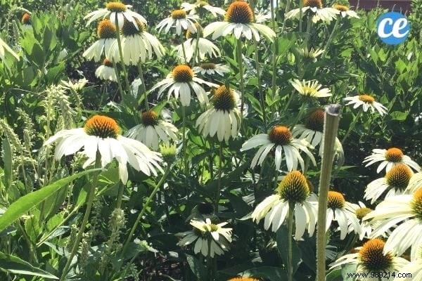 25 Essential Gardening Tips Every Gardener Should Master