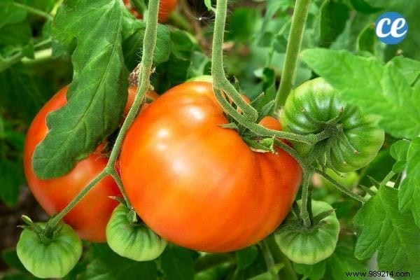 25 Essential Gardening Tips Every Gardener Should Master