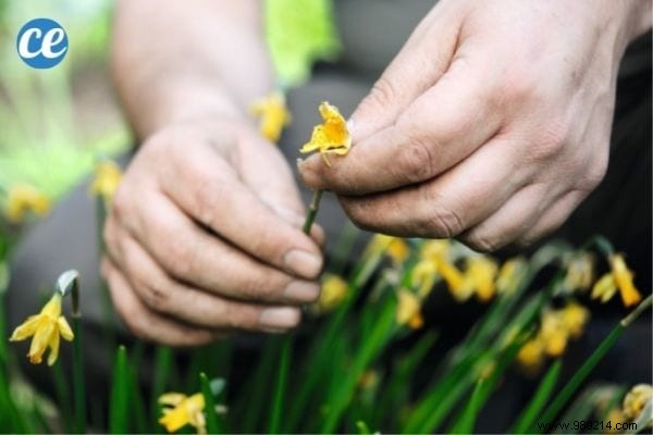 25 Essential Gardening Tips Every Gardener Should Master