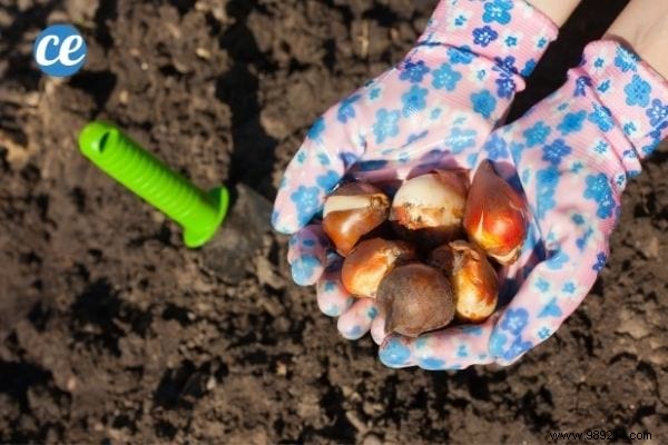 25 Essential Gardening Tips Every Gardener Should Master