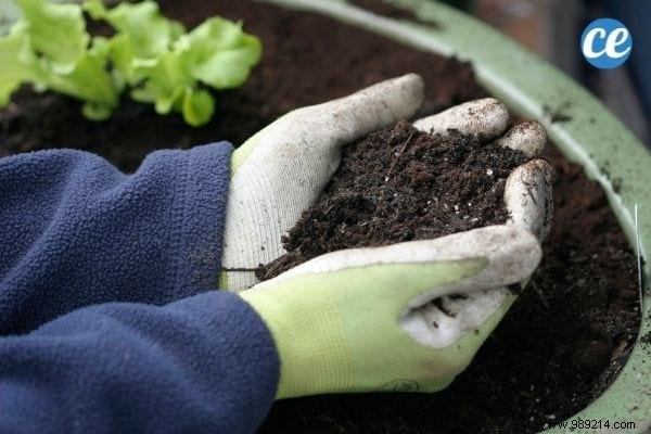 25 Essential Gardening Tips Every Gardener Should Master