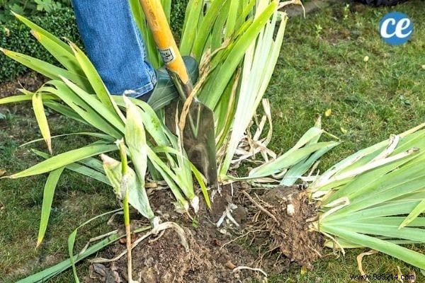 25 Essential Gardening Tips Every Gardener Should Master