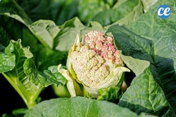 25 Essential Gardening Tips Every Gardener Should Master