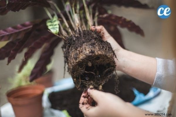 25 Essential Gardening Tips Every Gardener Should Master