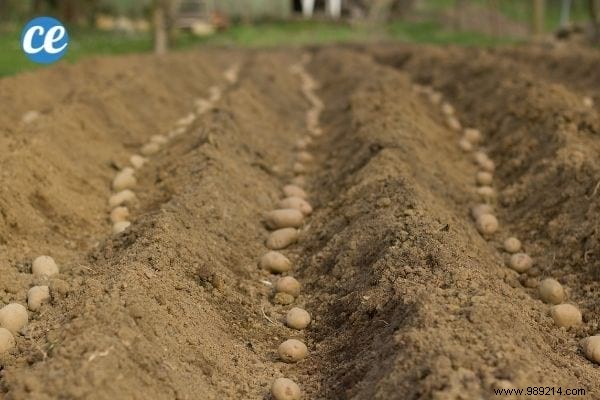 25 Essential Gardening Tips Every Gardener Should Master