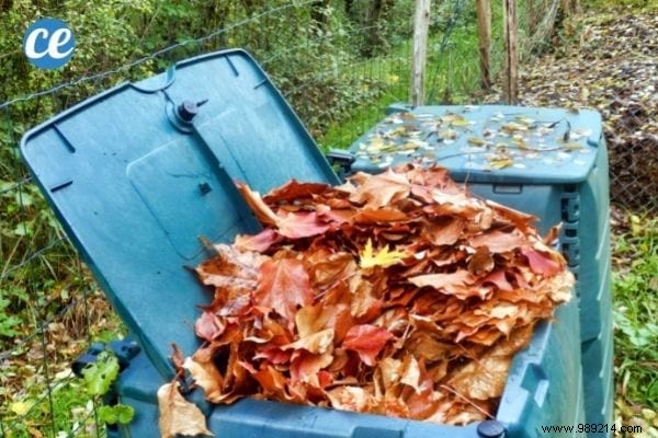 25 Essential Gardening Tips Every Gardener Should Master