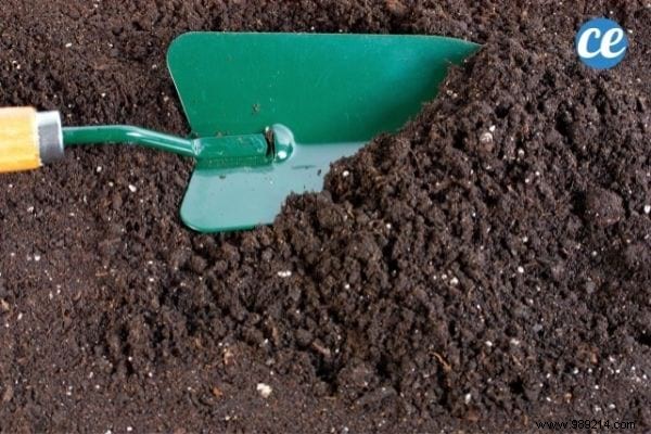 25 Essential Gardening Tips Every Gardener Should Master