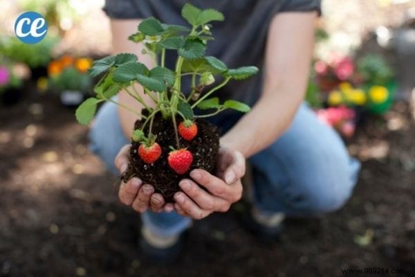 25 Essential Gardening Tips Every Gardener Should Master
