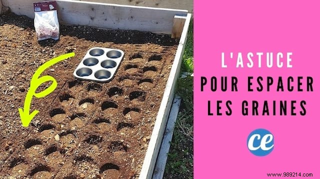 Expert Gardener s Muffin Tin Trick for Perfect Seed Spacing in Your Vegetable Garden