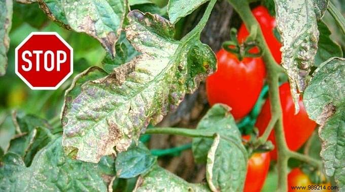 Cure Tomato Downy Mildew Naturally: Proven Milk, Baking Soda, and Soap Spray