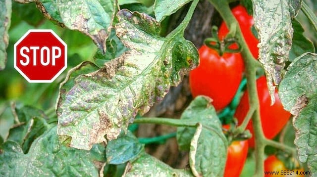 Cure Tomato Downy Mildew Naturally: Proven Milk, Baking Soda, and Soap Spray