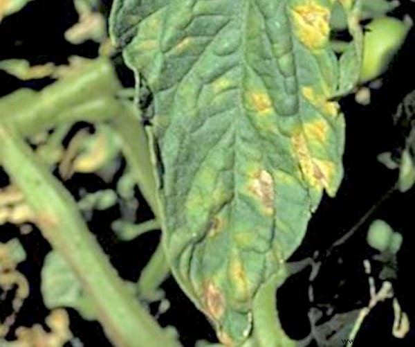 Cure Tomato Downy Mildew Naturally: Proven Milk, Baking Soda, and Soap Spray