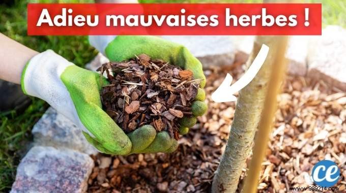 Mulching Guide: Benefits, Types, and Best Choices for Gardens and Vegetable Patches